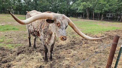 A close-up of a Longhorn steer with long, curved horns standing in a grassy field.