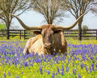 A Texas Longhorn resting in a field of vibrant bluebonnets and wildflowers, with trees and a wooden fence in the background.